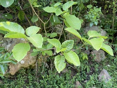 Pisonia horneae