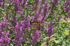 Danaus plexippus