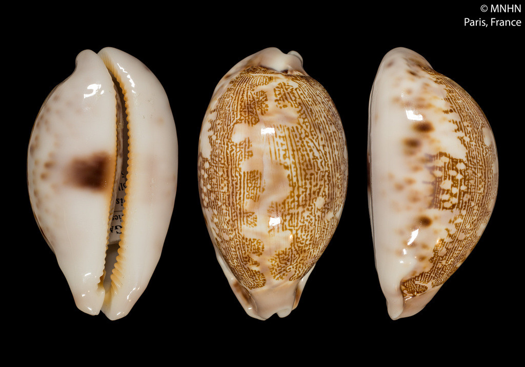 map cowrie