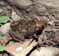 Eleutherodactylus planirostris