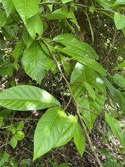 Coccoloba venosa