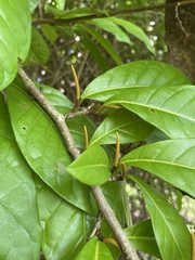 Coccoloba venosa