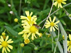 Radumeris tasmaniensis