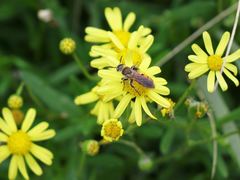 Radumeris tasmaniensis