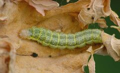 Evergestis forficalis