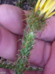 Cullumia reticulata