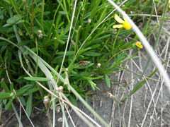 Radumeris tasmaniensis