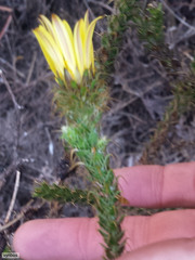 Cullumia reticulata