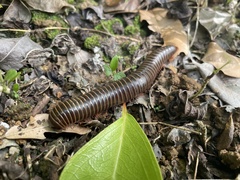Rhinocricus parcus