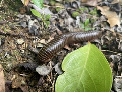Rhinocricus parcus