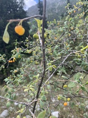 Lonicera microphylla