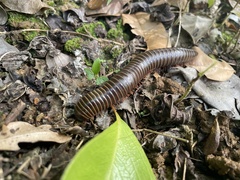 Rhinocricus parcus