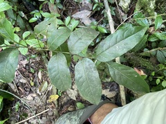 Casearia sylvestris
