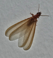 Zootermopsis laticeps