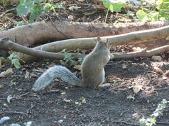 Sciurus carolinensis