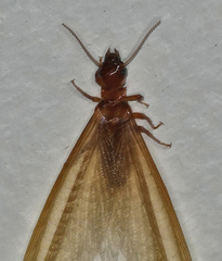 Zootermopsis laticeps