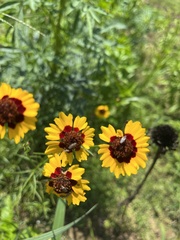 Lepidophora lepidocera