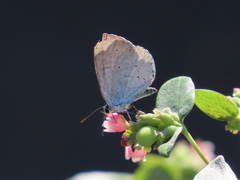 Celastrina argiolus