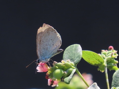 Celastrina argiolus