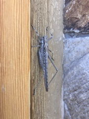 Capnobotes occidentalis