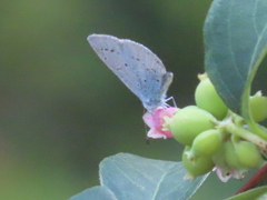 Celastrina argiolus