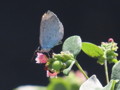 Celastrina argiolus