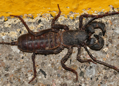 Mastigoproctus tohono