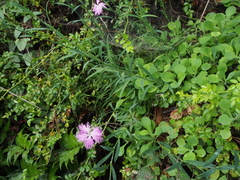 Dianthus longicalyx