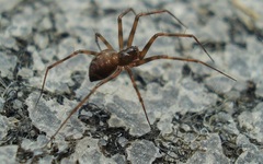 Lepthyphantes leprosus