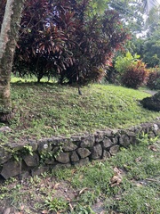Butorides virescens