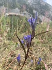 Gentiana tianschanica