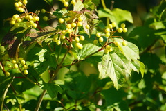 Viburnum opulus americanum