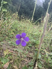 Geranium collinum
