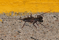 Mastigoproctus tohono