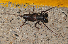 Mastigoproctus tohono