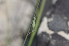 Oecanthus quadripunctatus