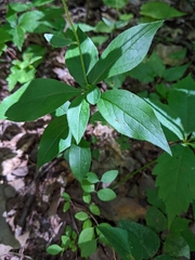 Doellingeria infirma