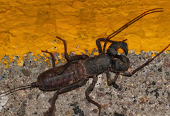 Mastigoproctus tohono