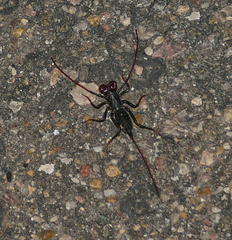 Mastigoproctus tohono