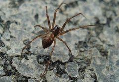 Lepthyphantes leprosus