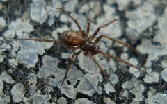 Lepthyphantes leprosus