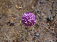 Allium sanbornii
