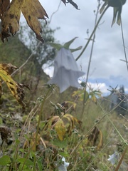 Codonopsis clematidea