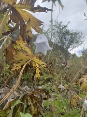 Codonopsis clematidea