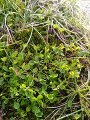 Trifolium ornithopodioides