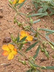 Talinum aurantiacum