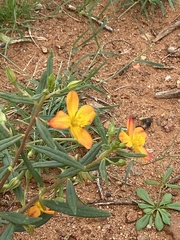 Talinum aurantiacum
