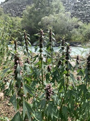 Leonurus turkestanicus