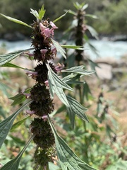 Leonurus turkestanicus