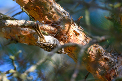 Certhia brachydactyla